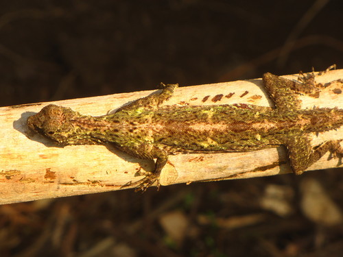 Norvill's Flying Lizard, Draco norvillii