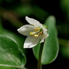 Capsicum chacoense, photograph (c) Thomaz Ricardo Favreto Sinani, some rights reserved (CC BY)