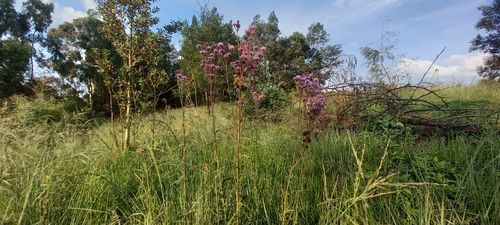 Foto de Pomponzinho