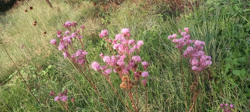 Foto de Pomponzinho
