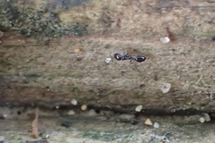 Monomorium ergatogyna