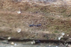 Monomorium ergatogyna