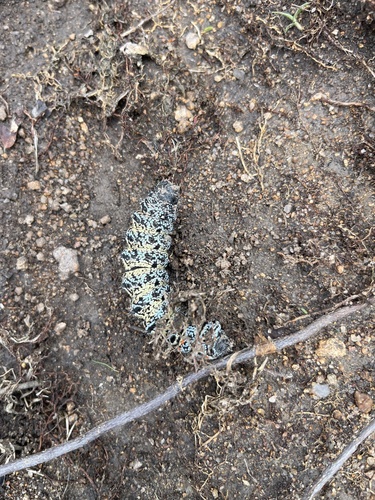 Mopane Worm