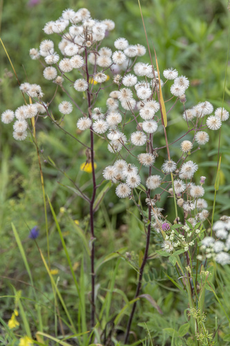 Karčioji Šiušelė nuotrauka