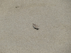 Sphingonotus personatus