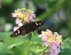Polygonus leo arizonensis