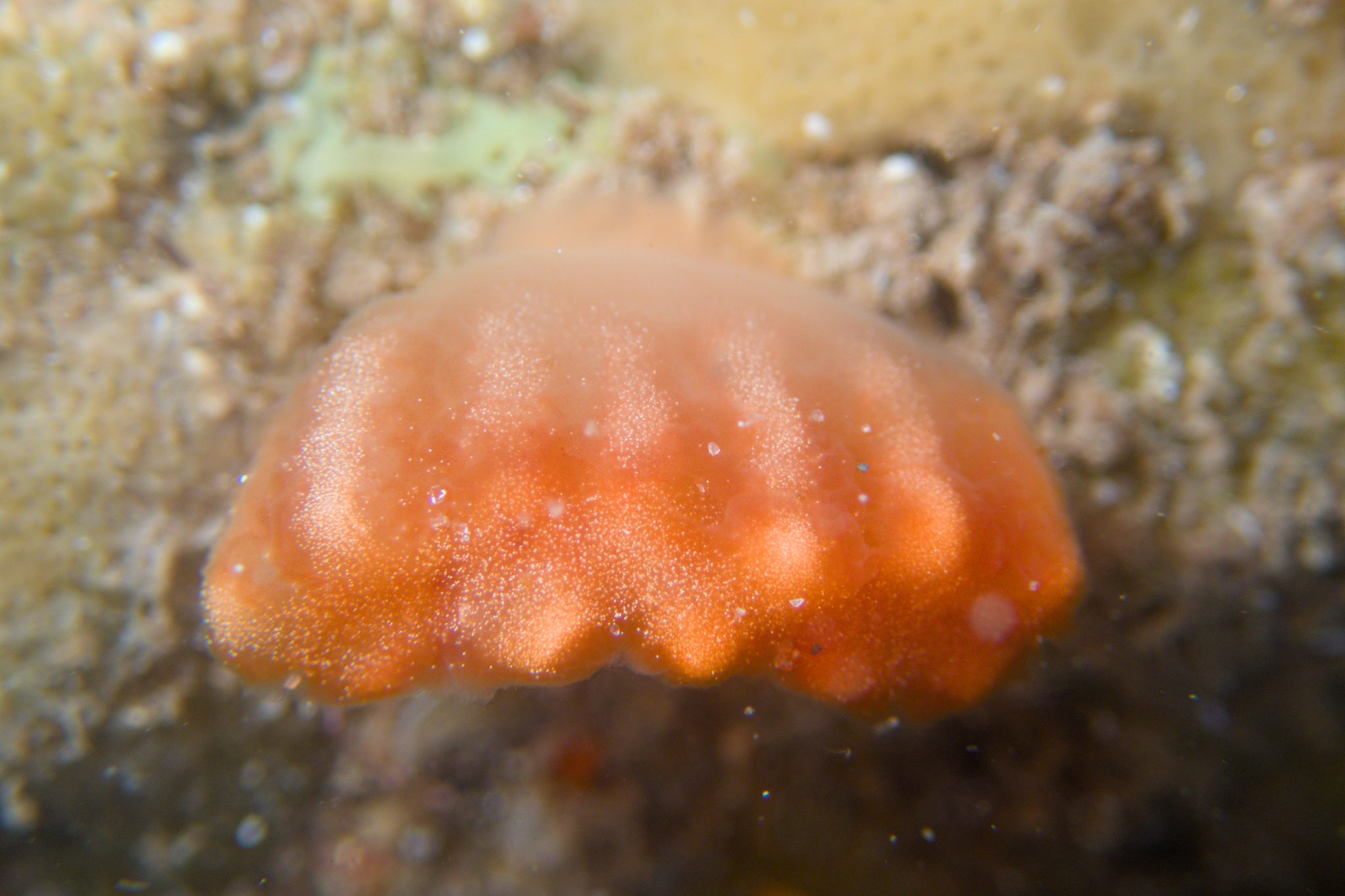 Sycozoa cerebriformis (Quoy & Gaimard, 1834)