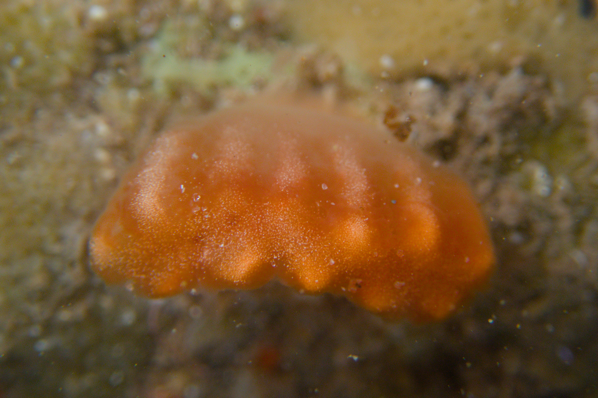 Sycozoa cerebriformis (Quoy & Gaimard, 1834)