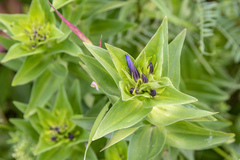 Gentiana dschungarica