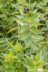 Gentiana dschungarica