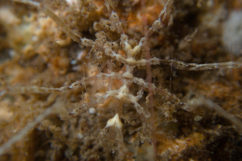 Parapallene australiensis