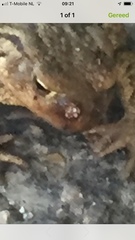Lucilia bufonivora