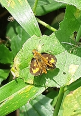 Taractrocera archias