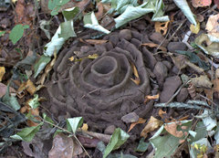 Pheidole sykesii