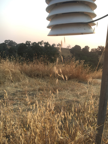 iNaturalist observation photo of Pooideae