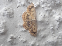 Cyclophora annularia