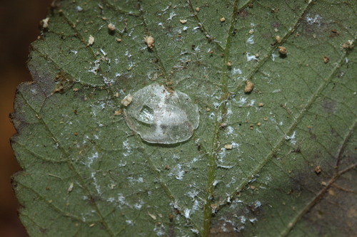 Neodryinus observed 2025-01-03