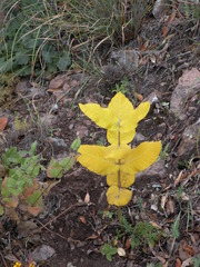 Asclepias otarioides
