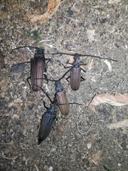 Aegosoma scabricorne