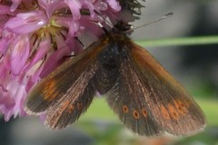 Erebia epiphron