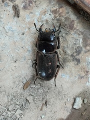Dorcus