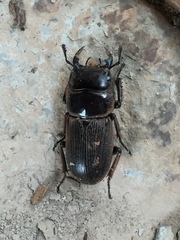 Dorcus
