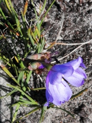 Aristea juncifolia