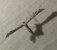 Hellinsia inquinatus