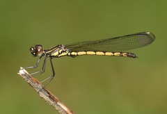 Libellago andamanensis