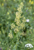 Small Meadow-Rue - Photo (c) gyng, some rights reserved (CC BY-NC), uploaded by gyng