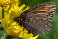 Erebia pharte