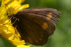 Erebia pharte