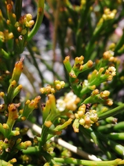 Thesium acuminatum