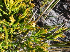 Thesium acuminatum