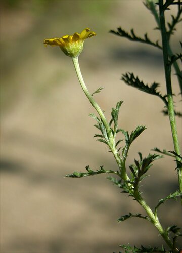 Geltonasis bobramunis nuotrauka