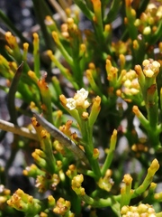Thesium acuminatum