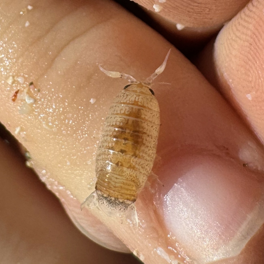 Excirolana mayana