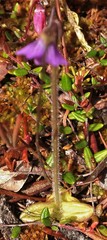 Pinguicula villosa