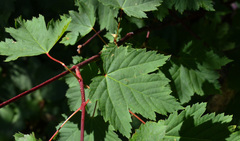 Acer glabrum douglasii