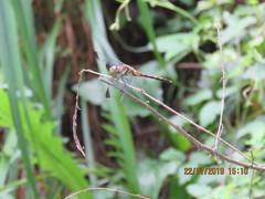 Sympetrum infuscatum