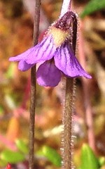 Pinguicula villosa