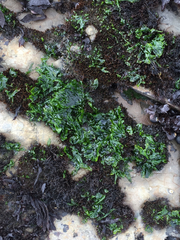 Ulvaceae