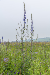 Delphinium retropilosum