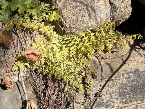 Foto de Samambaia frágil