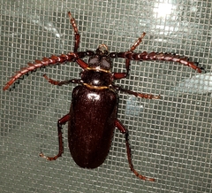 Prionus californicus