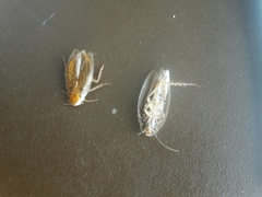 Ectobius vittiventris