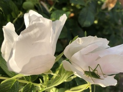 Leptophyes punctatissima