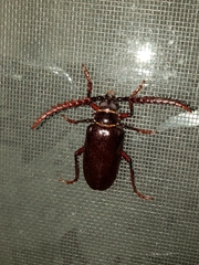 Prionus californicus