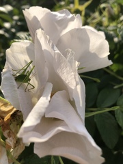 Leptophyes punctatissima