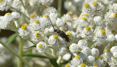 Toxoleptura vexatrix